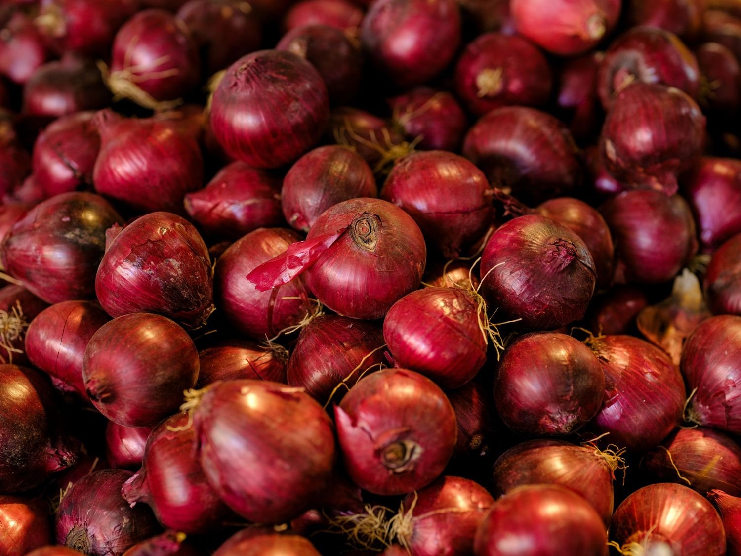 Fresh Red Onion