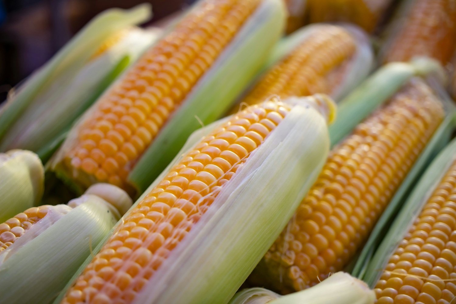 Yellow Maize