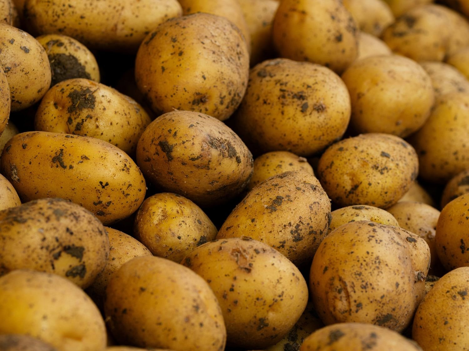 Fresh Potato